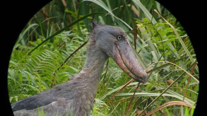 呆萌的鲸头鹳走红网络，专家：此鸟危险，鸟中霸王龙更贴切